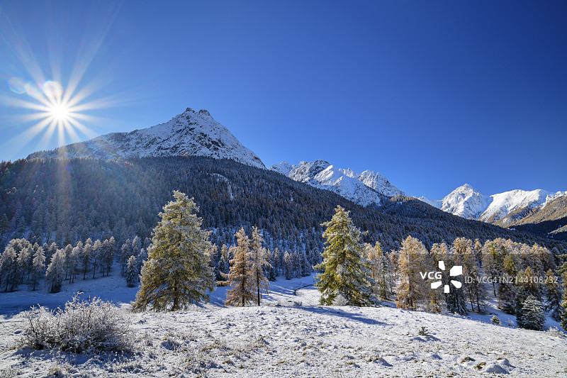 阳光明媚，瑞士格里松州下恩嘎丁，塔拉斯普，雪山脚下的落叶松图片素材