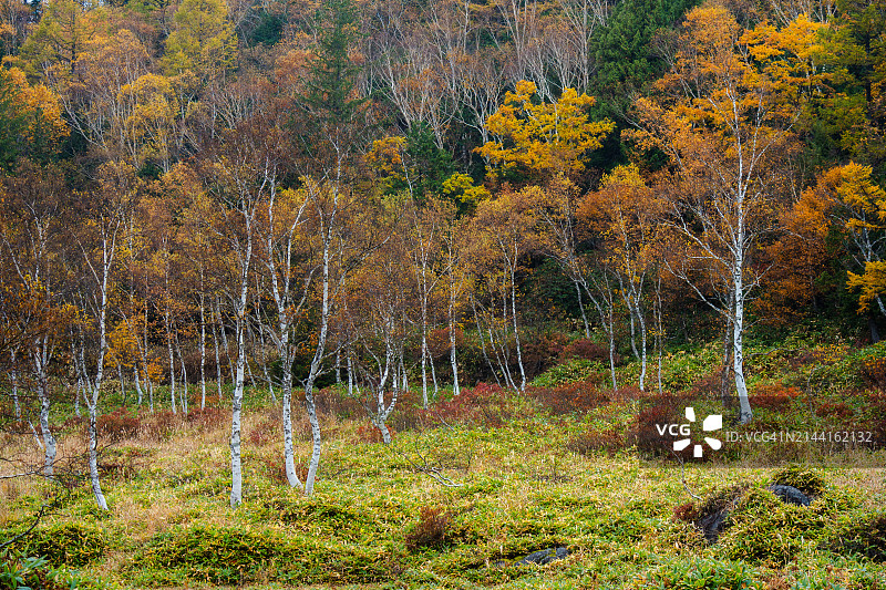 日本长野县志贺高原美丽的秋景图片素材