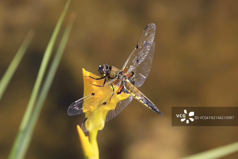 蜻蜓栖息在黄色盛开的花朵上图片素材