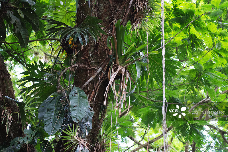 雨林树干上生长的附生植物图片素材