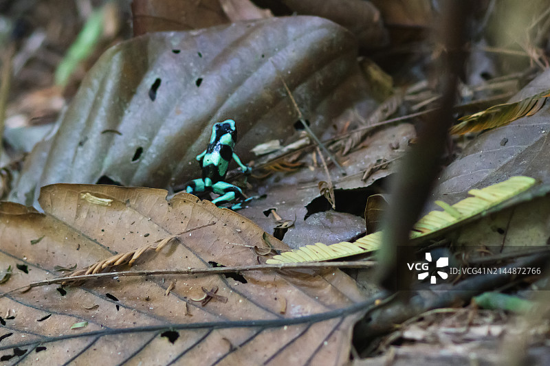绿色和黑色箭毒蛙图片素材