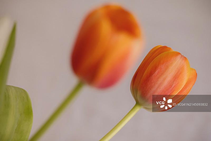 两朵美丽的橙色郁金香图片素材