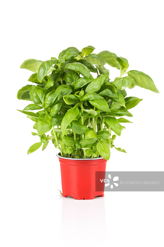 白色背景塑料盆栽罗勒图片素材