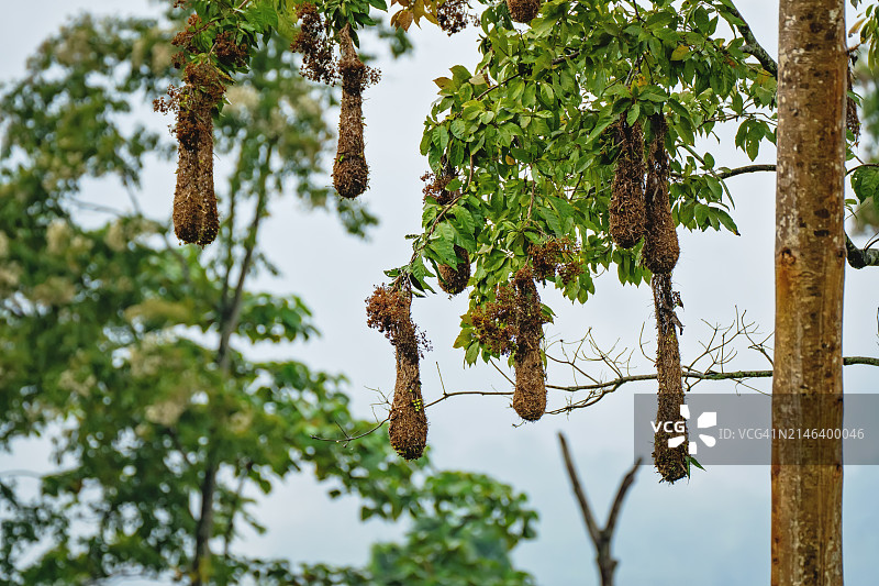 蒙特祖玛拟鹂鸟巢图片素材
