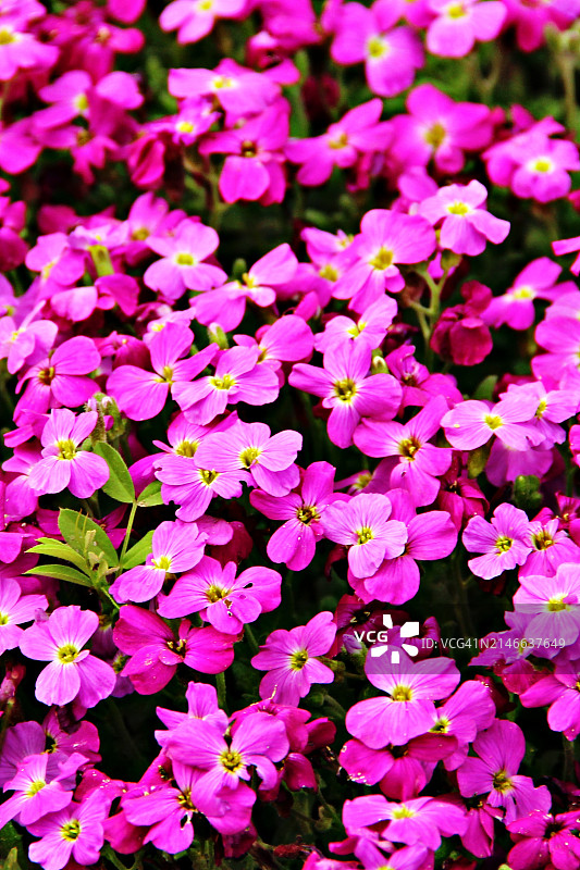 粉色 Lobelia 花朵图片素材