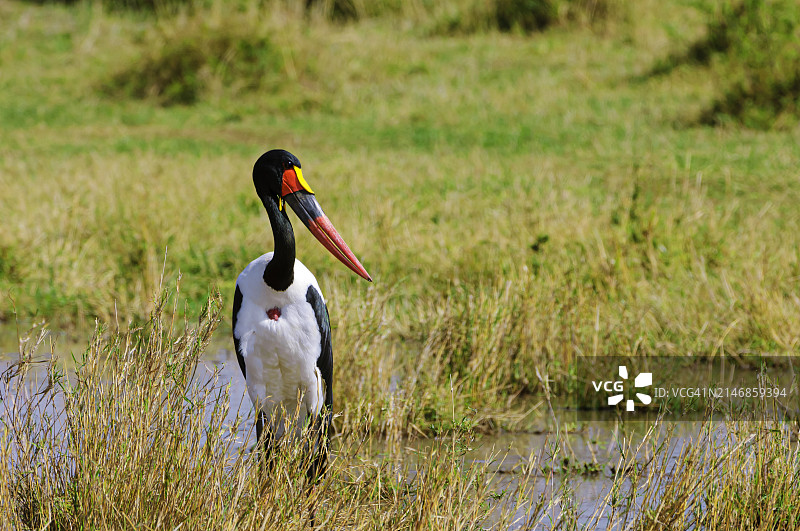 非洲沼泽中的鞍嘴鹳图片素材