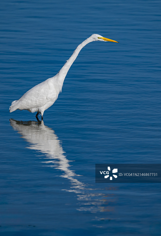 大白鹭，在加利福尼亚州索诺玛县博德加湾捕鱼图片素材