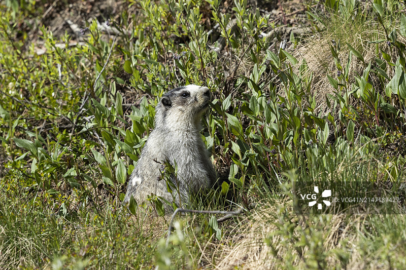 德纳里国家公园的灰 Marmot图片素材