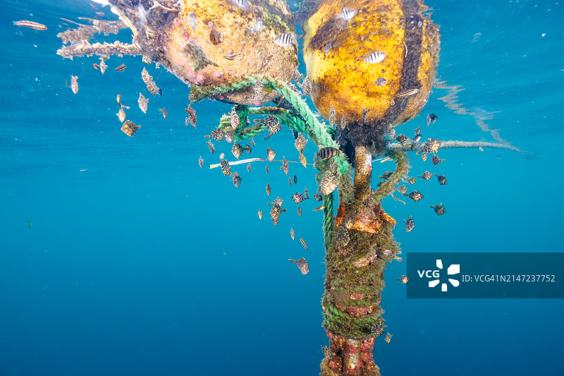 可爱的鹦鹉鱼、带状毒牙鳚拟态、丝鲹幼鱼等，摄于日本静冈县伊东市川奈港，2023年6月18日图片素材