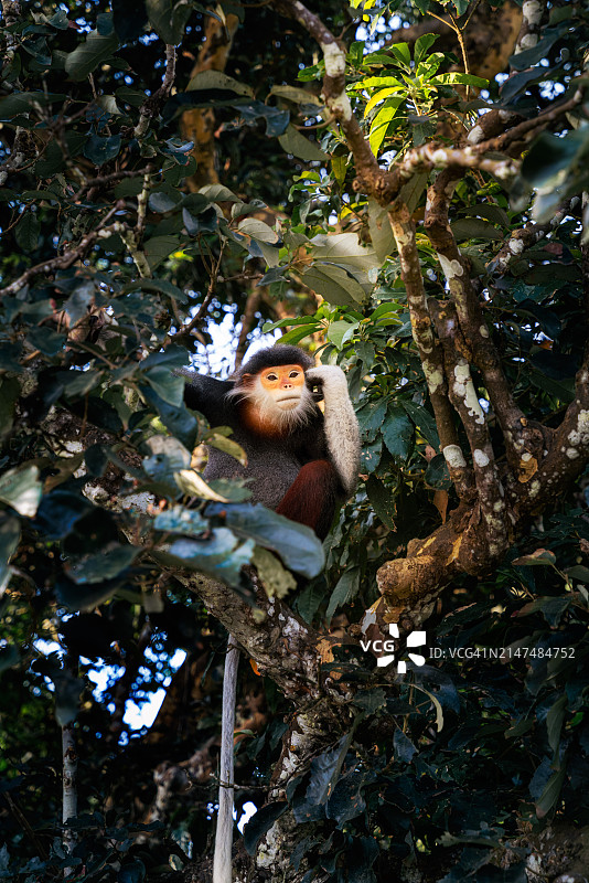 山茶半岛上的长尾叶猴图片素材