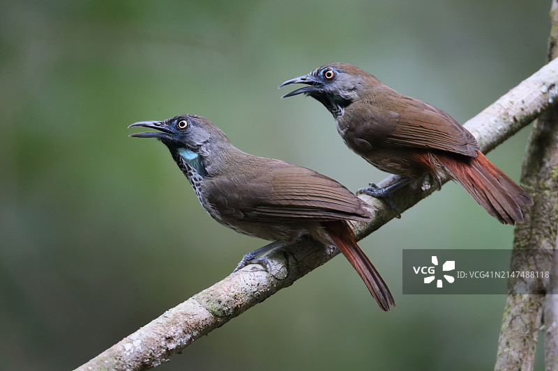 栗腰雀鹛图片素材