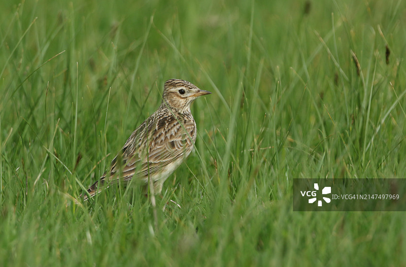 云雀站在草地的长草中图片素材