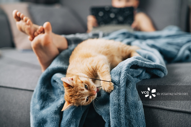 特写：女人在家与可爱的姜黄色猫玩耍图片素材