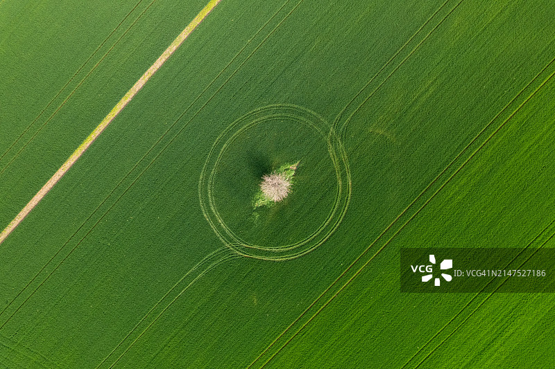 农用机械在麦田中围绕孤树形成的圆形痕迹图片素材