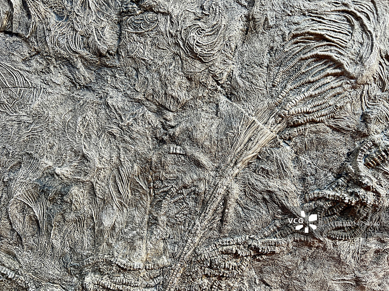 海百合化石图片素材