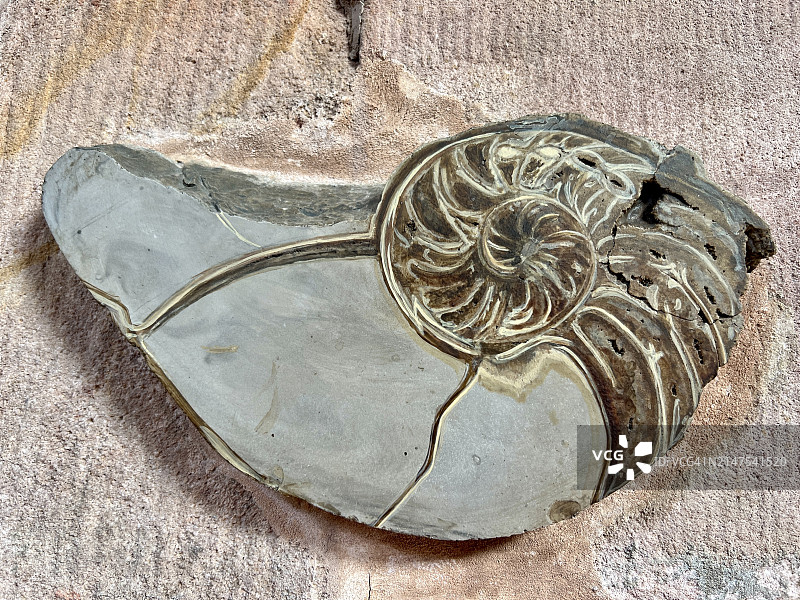 菊石化石截面图片素材