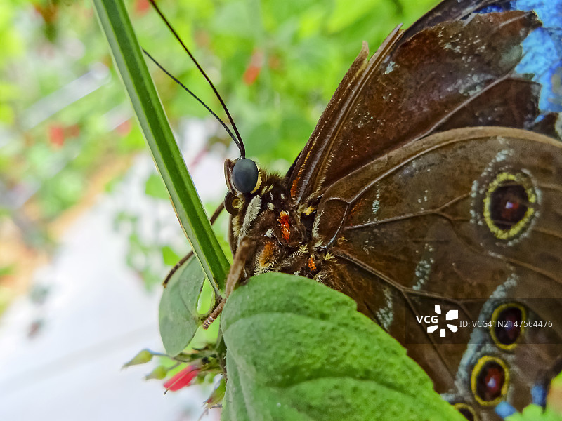 花朵上的猫头鹰眼蝶图片素材