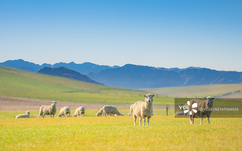 新西兰南岛田野上以群山为背景在绿色草地上吃草的羊图片素材
