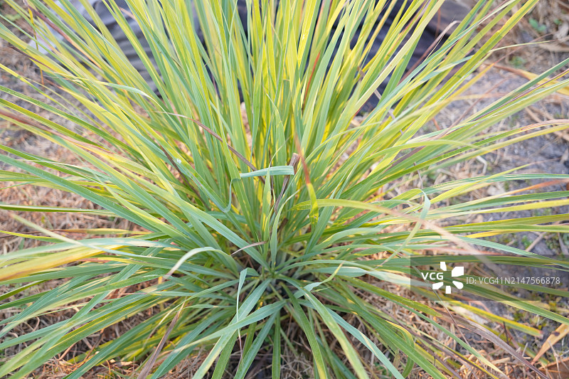 柠檬草图片素材