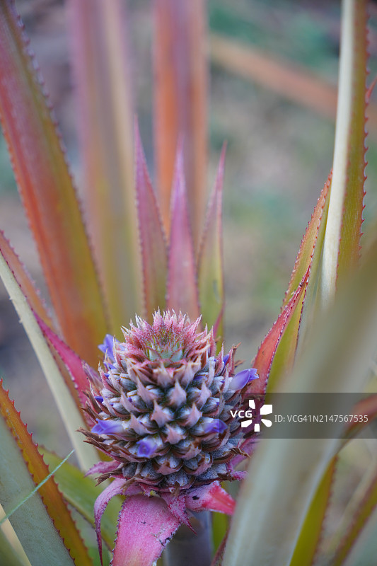 自然背景下的菠萝树结果实景象图片素材