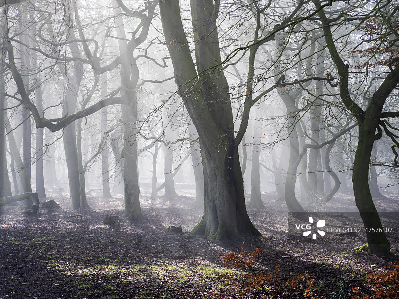 拉夫堡灯塔林地中的雾气，英国莱斯特郡图片素材