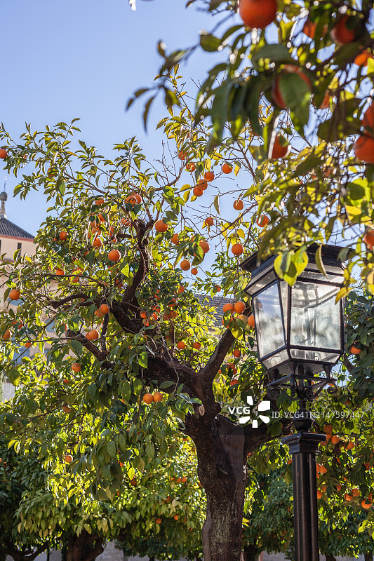 城市中的橘子树图片素材