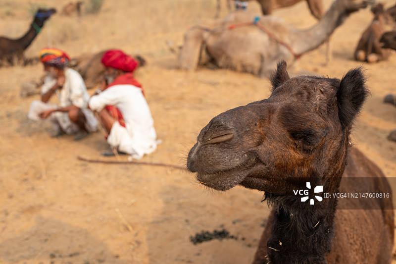 印度普什卡骆驼集市图片素材