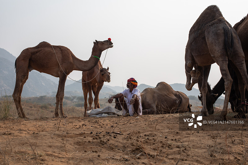印度普什卡骆驼集市图片素材