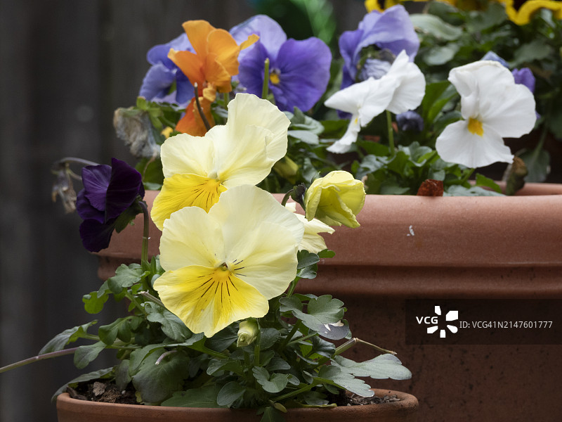 三色紫罗兰图片素材