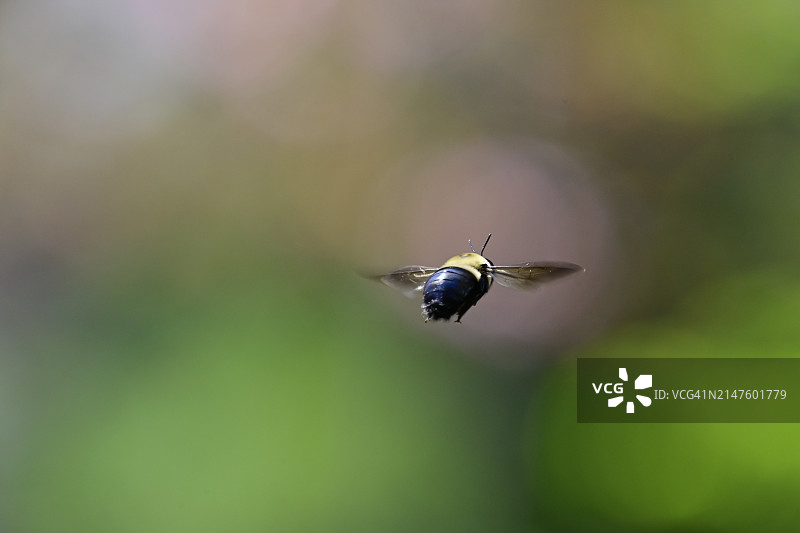 木匠蜜蜂图片素材