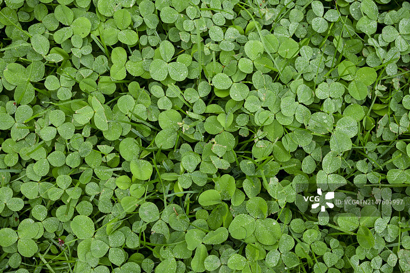 四叶草植物图片素材