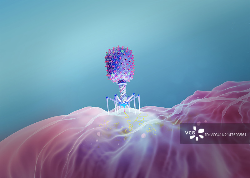 T4噬菌体感染大肠杆菌示意图图片素材