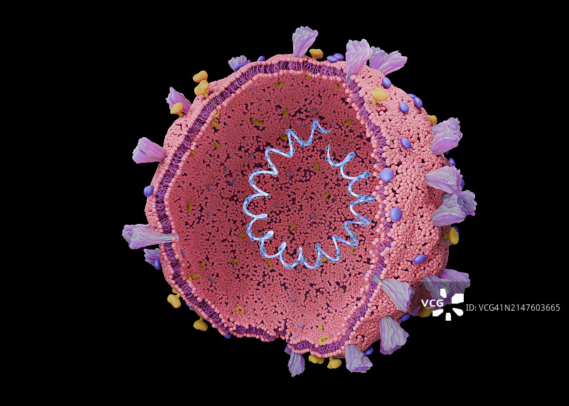 新冠病毒结构图图片素材