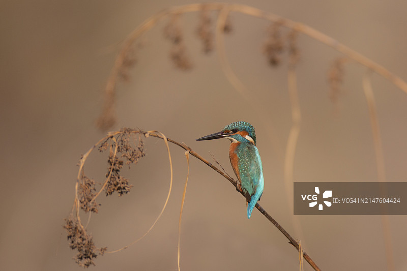 普通翠鸟图片素材