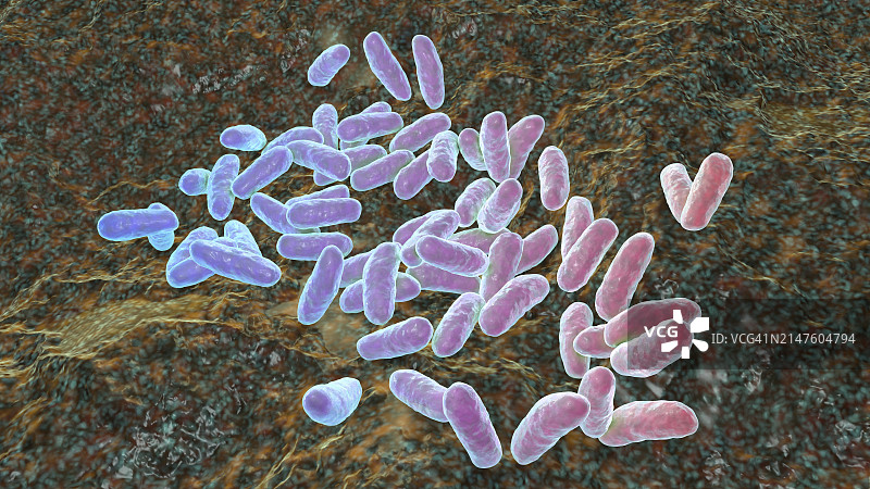 流感嗜血杆菌细菌插图图片素材