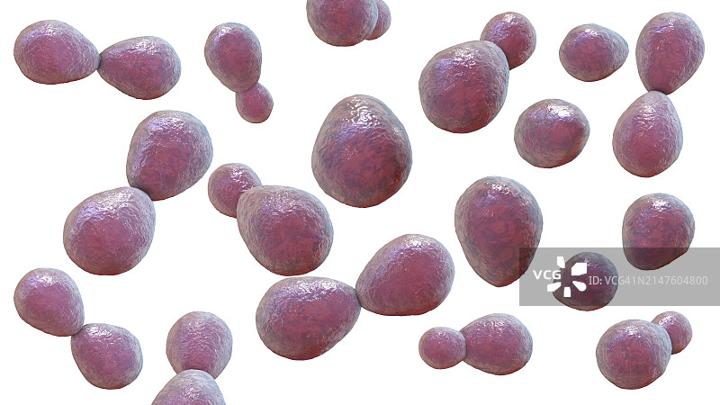 荚膜组织胞浆菌酵母菌插图图片素材