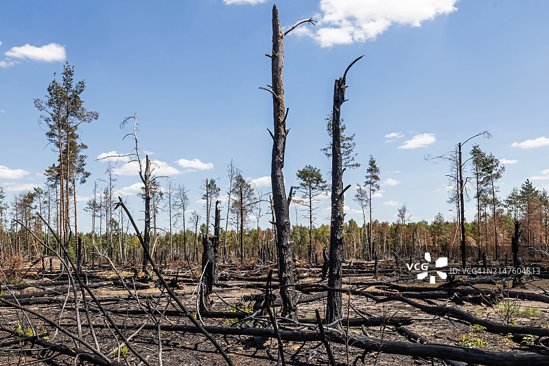 大型森林火灾后的烧焦树木图片素材