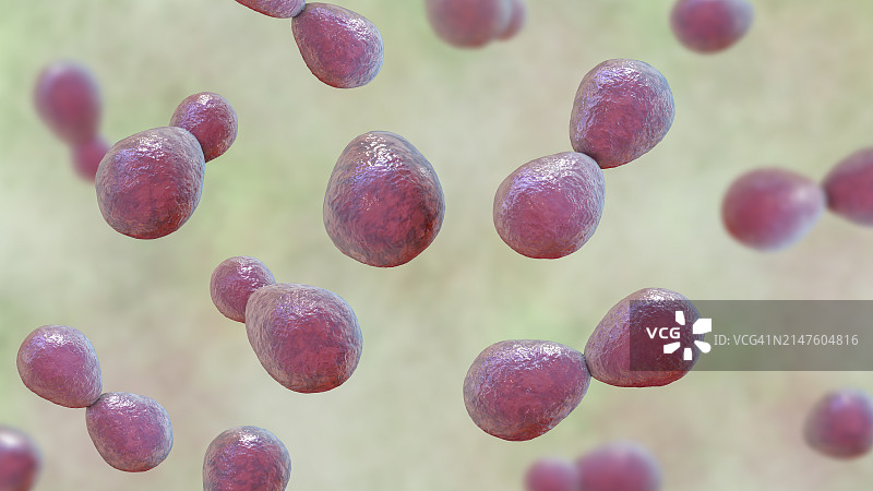 荚膜组织胞浆菌酵母菌插图图片素材