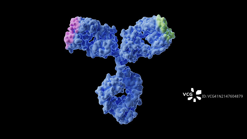 双特异性抗体结构图图片素材