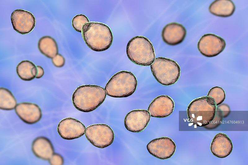 荚膜组织胞浆菌酵母菌插图图片素材