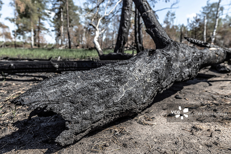大型森林火灾后的烧焦树木图片素材