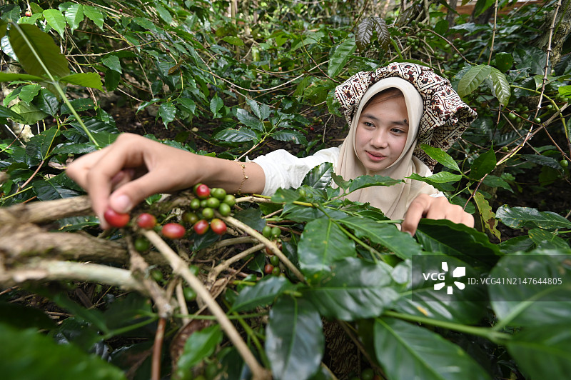 亚洲女咖啡农在花园里采摘咖啡图片素材