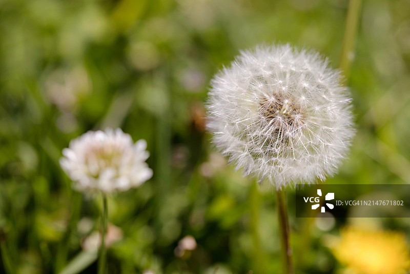 蒲公英和白色三叶草图片素材
