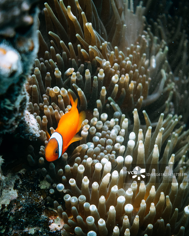 橙色小丑鱼与海葵图片素材