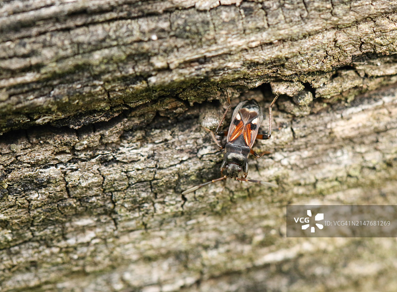 罕见的地长蝽（Raglius alboacuminatus）在木头上行走图片素材