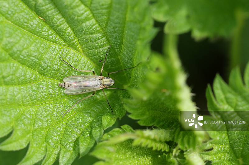 栖息在林地荨麻叶上的摇蚊图片素材