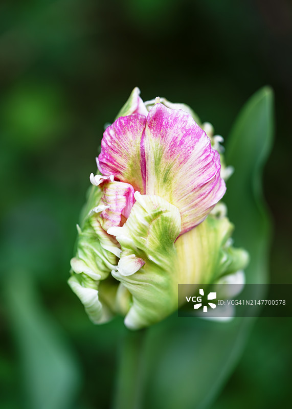 春日乡村花园中迷人的粉白鹦鹉郁金香，柔和散景图片素材
