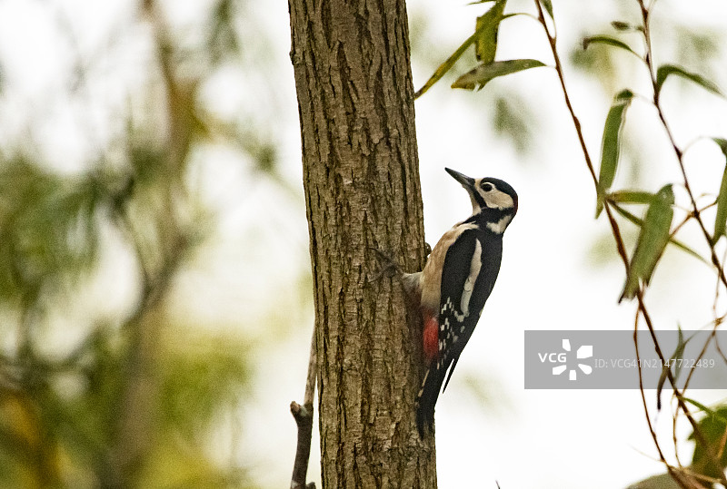 树上的大斑啄木鸟图片素材