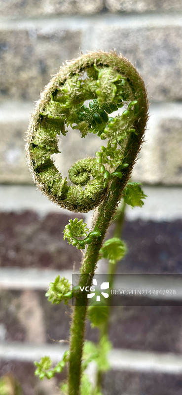 展开的蕨类植物图片素材