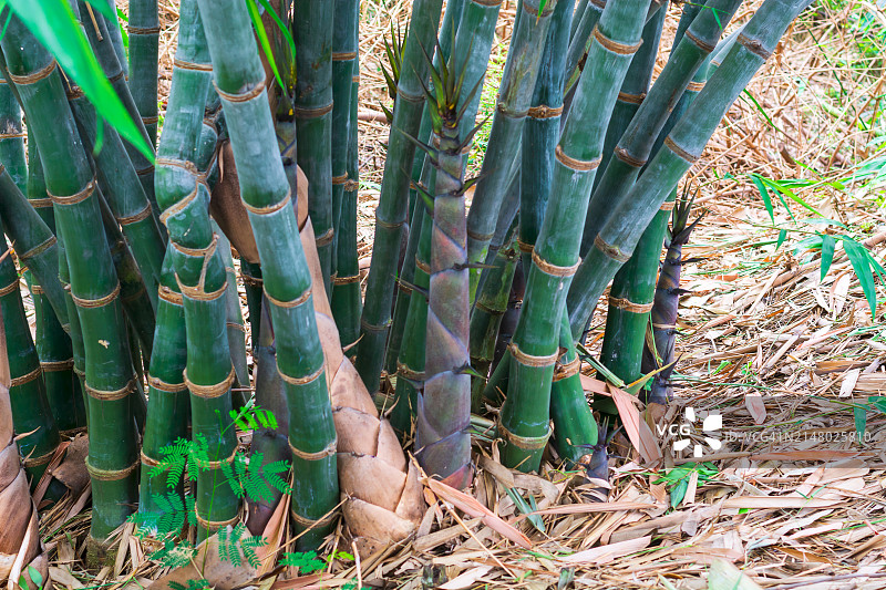 农业竹场上的竹笋图片素材